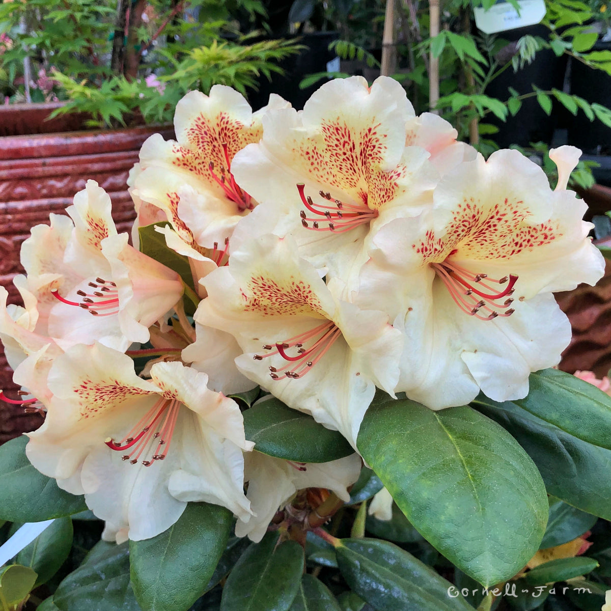 Rhododendron Viscy 3gal