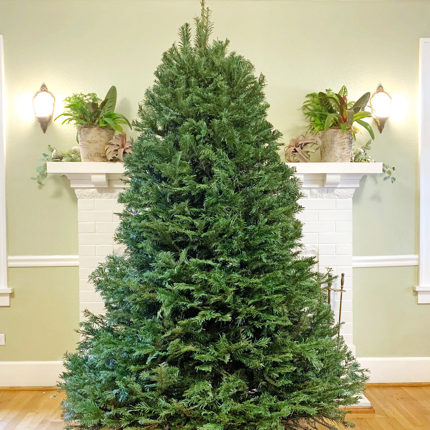 Grand Fir Christmas Tree