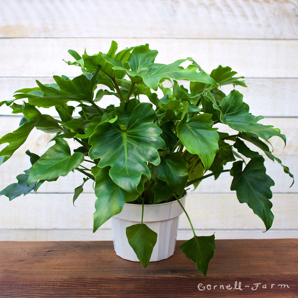 philodendron little hope size Philodendron 6in Little Hope – Cornell Farm