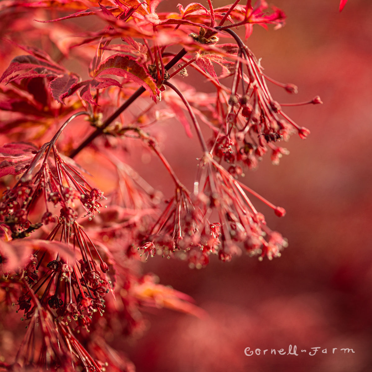 Acer p. Shirazz 5gal Japanese Maple