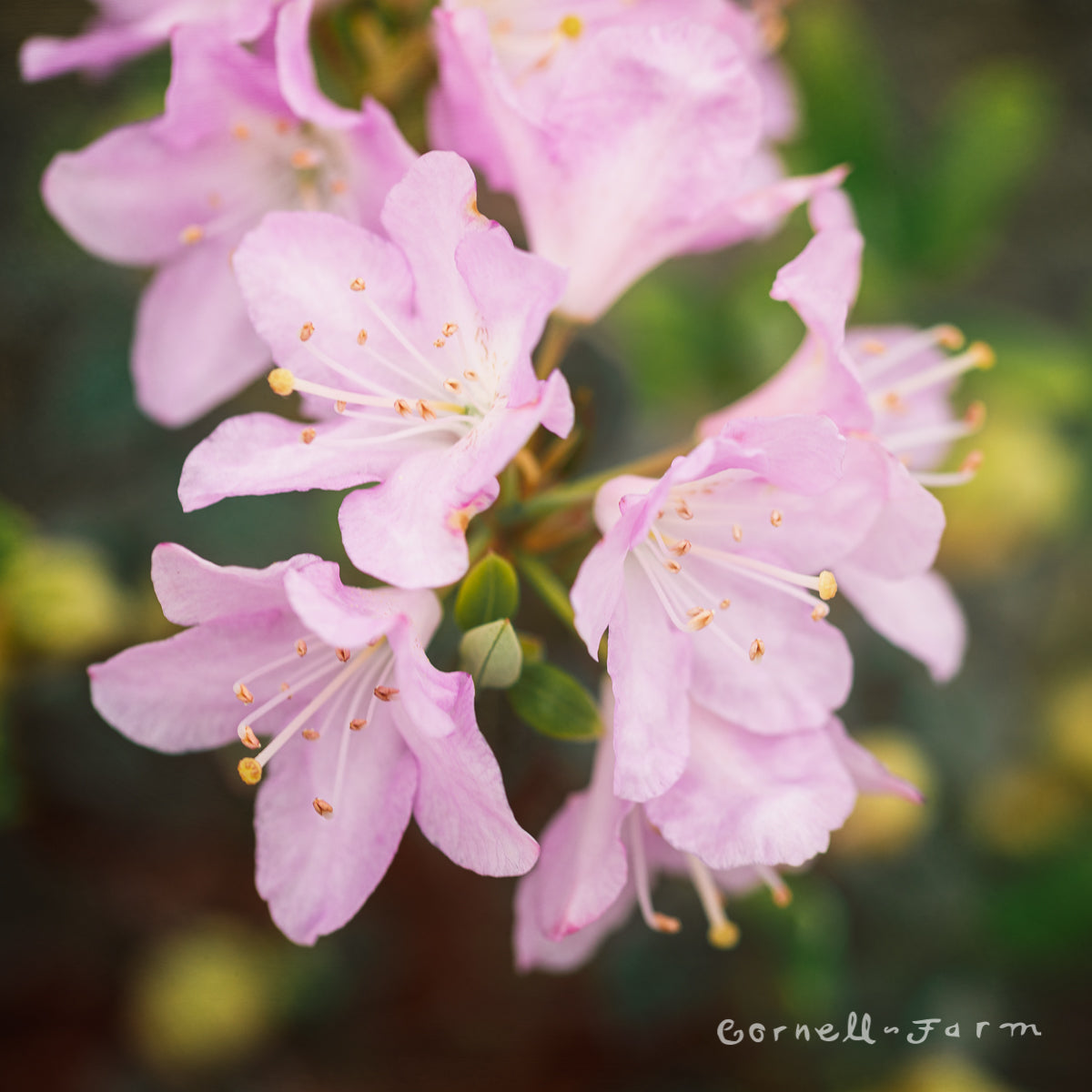 Rhododendron oreotrephes 1gal