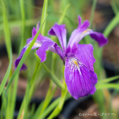 Iris tenax Native 1gal Oregon Iris