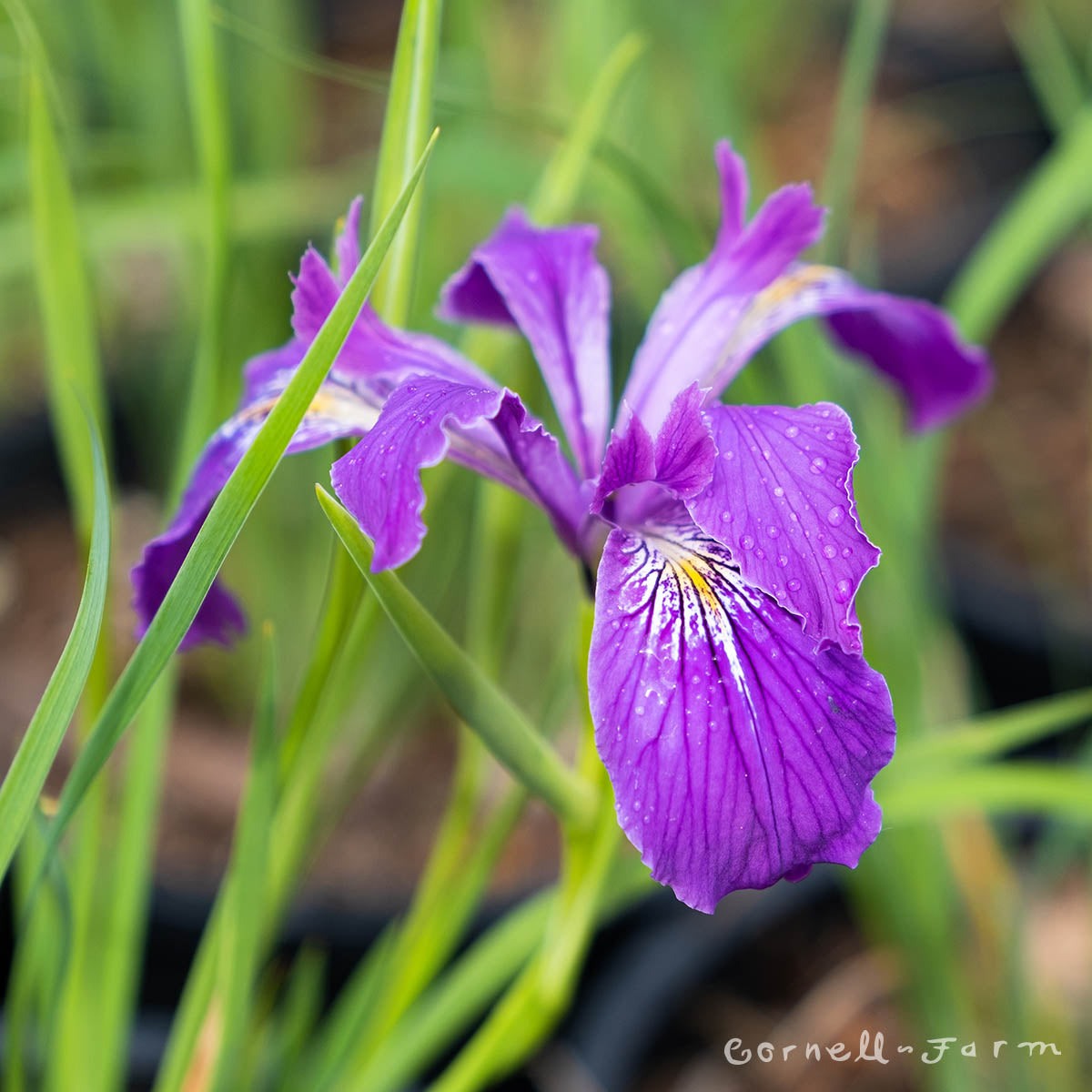 Iris Tenax 4in Oregon Iris