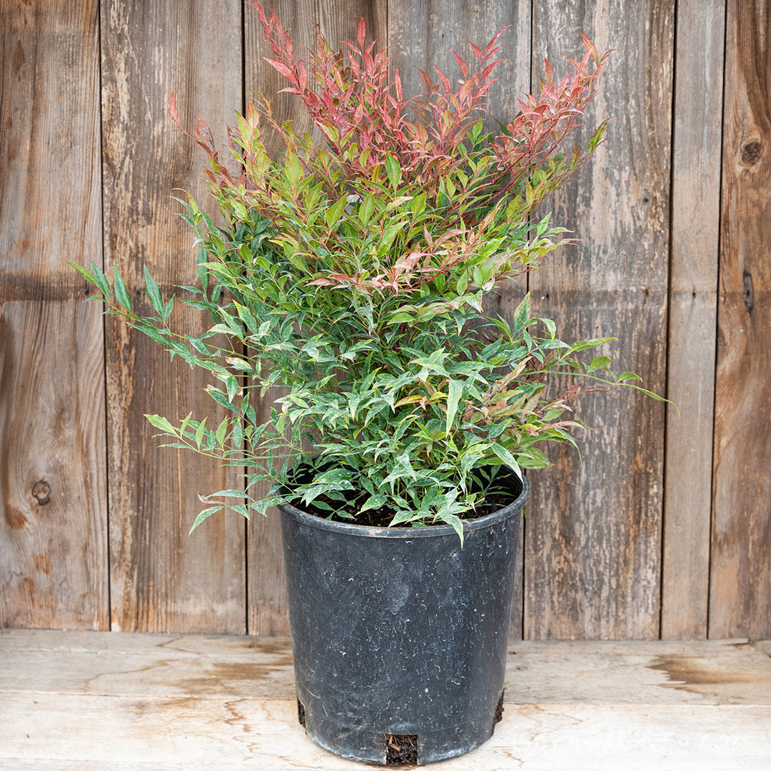 Nandina d. Tuscan Flame 2gal Heavenly Bamboo – Cornell Farm