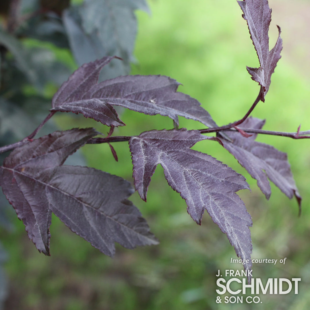 Malus Royal Raindrops 10gal Crabapple – Cornell Farm