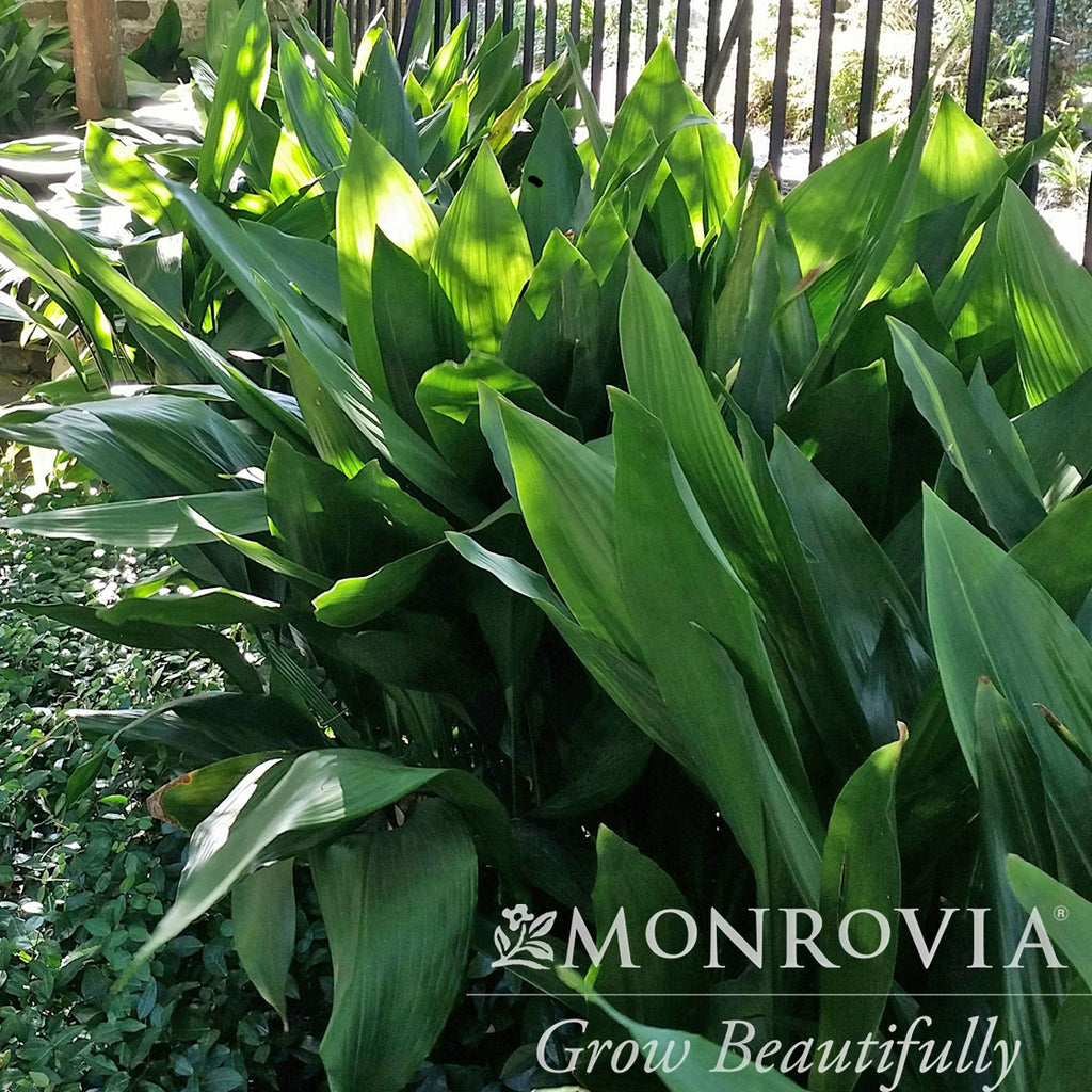 Cornell Farm Aspidistra elatior