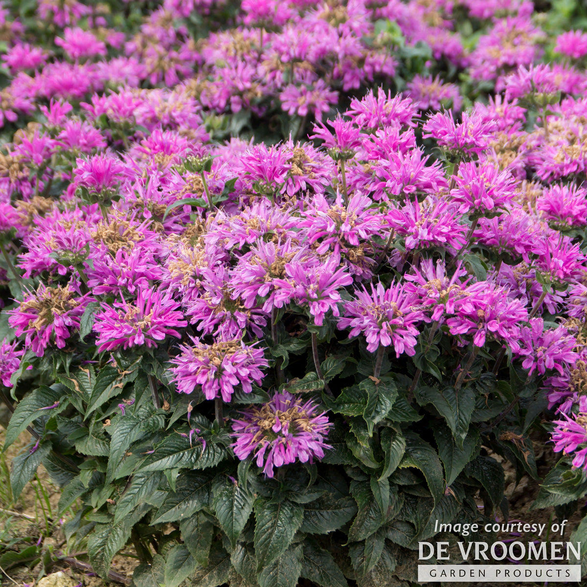 Monarda Bee Free 1gal CF