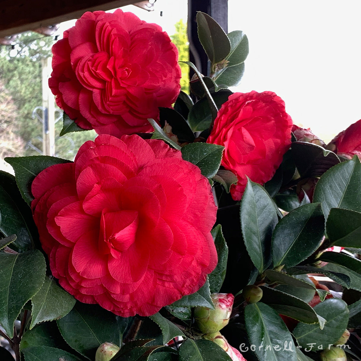 Camellia j. Nuccio's Bella Rossa 2gal