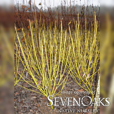 Cornus ser. Flaviramea 2gal Yellow Twig Dogwood