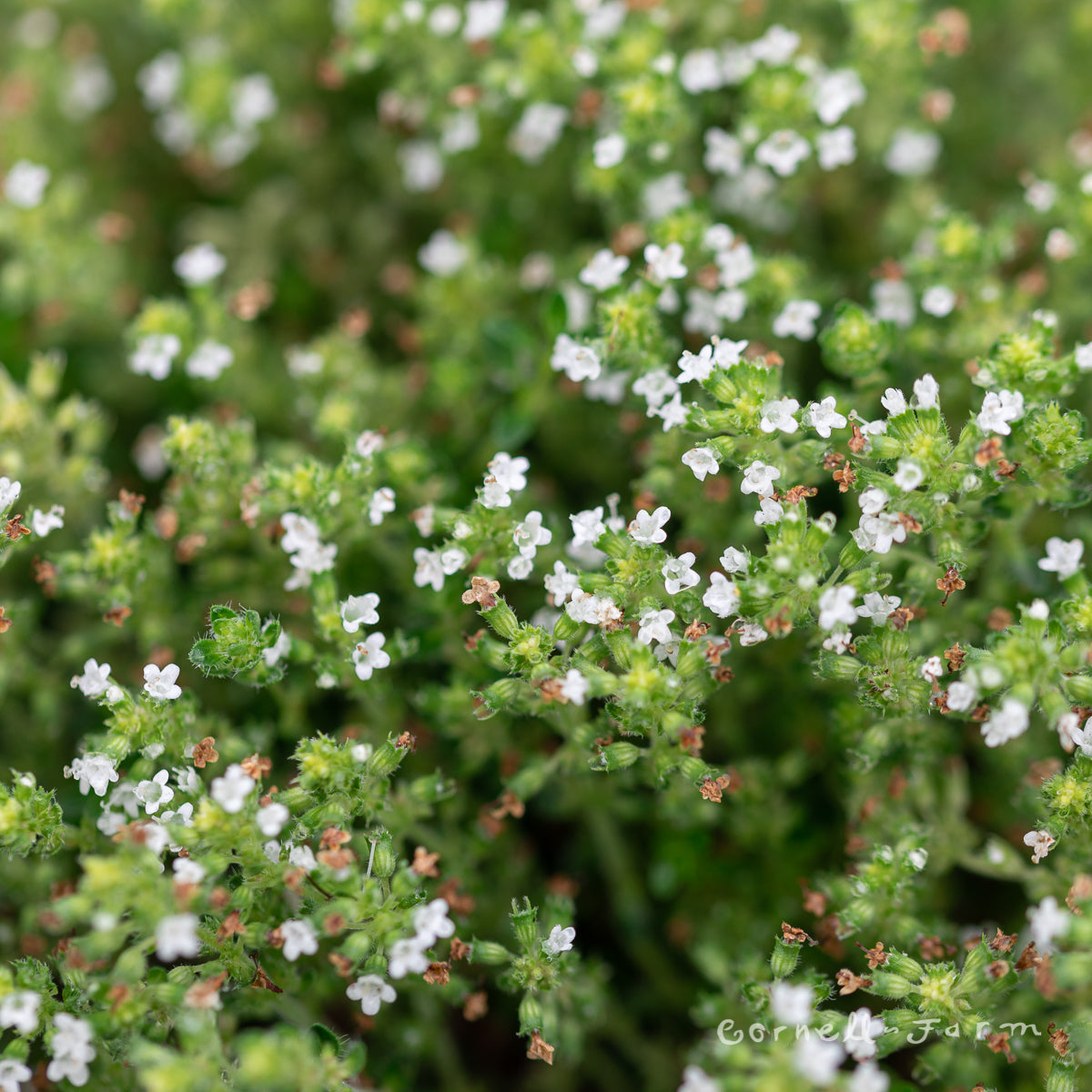 Thymus serpyllum Alba White 4in Thyme