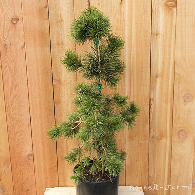 Pinus c. Taylor's Sunburst 3gal Lodgepole Pine