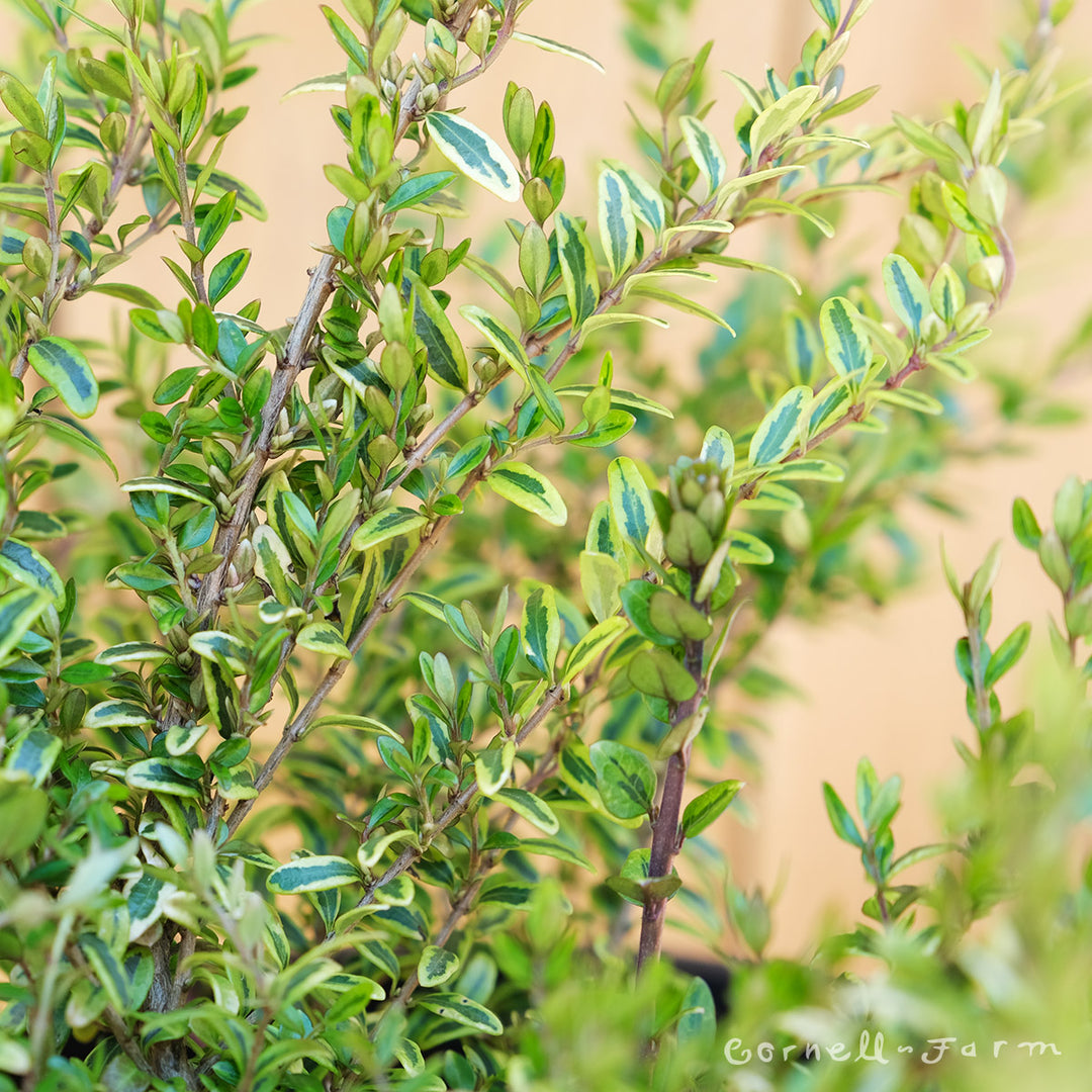 Lonicera n. Lemon Beauty 2gal Box Honeysuckle – Cornell Farm
