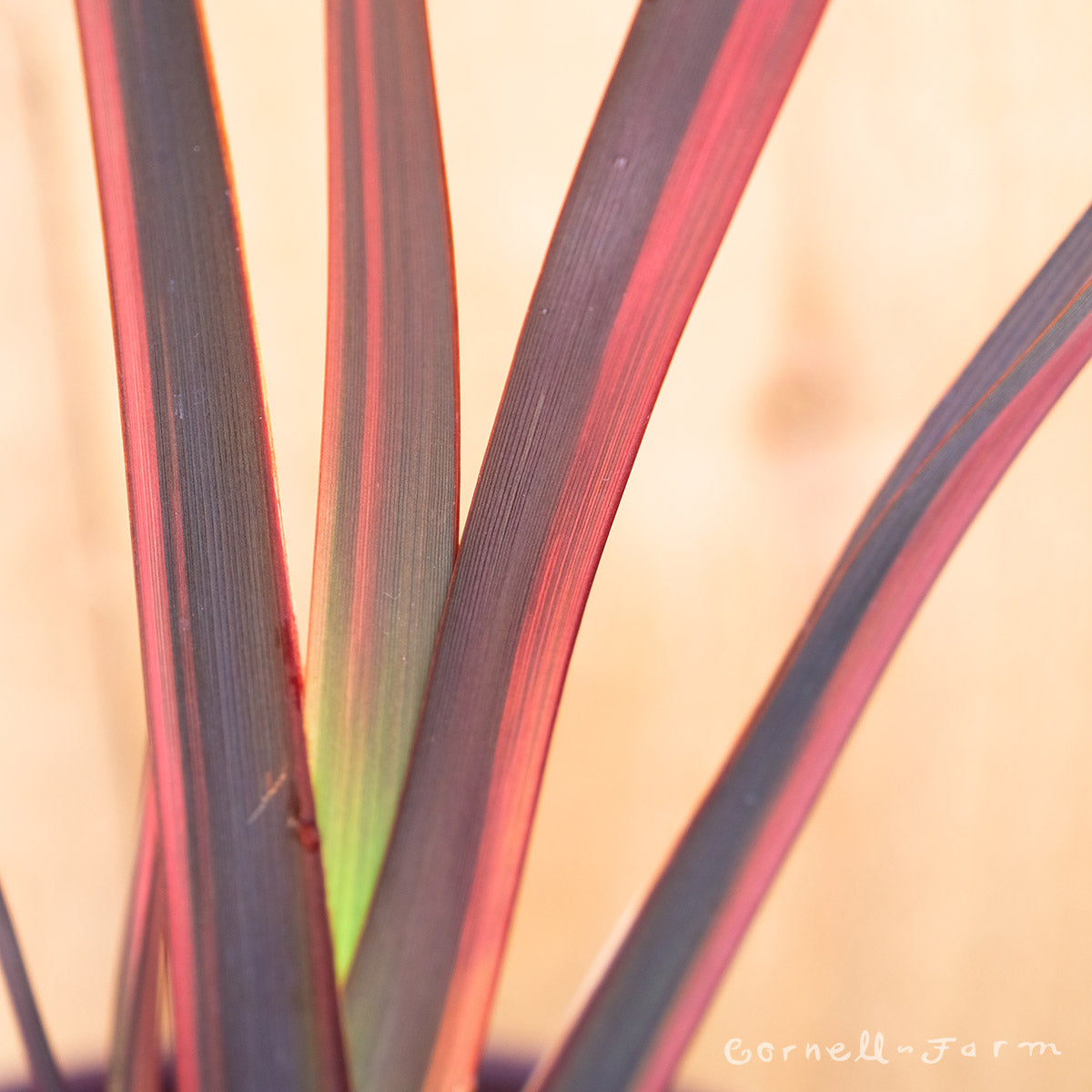 Phormium Evening Glow Qrt. New Zealand Flax