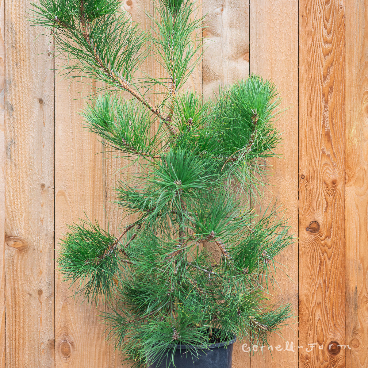 Pinus rigida Wintertime 3gal Pitch PIne