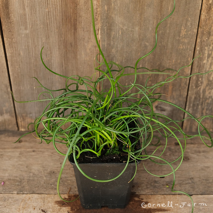 Juncus effusus Spiralis 4in – Cornell Farm