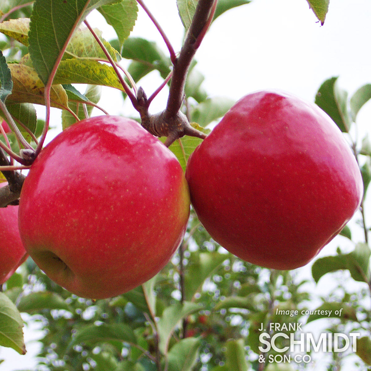 Apple Pink Lady 7gal – Cornell Farm