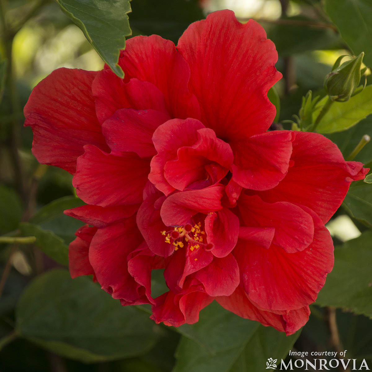 Hibiscus rosa-sinensis Red Dragon 5gal PT