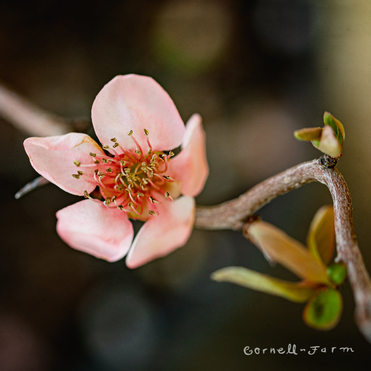 Chaenomeles s. Contorta 1gal Flowering Quince