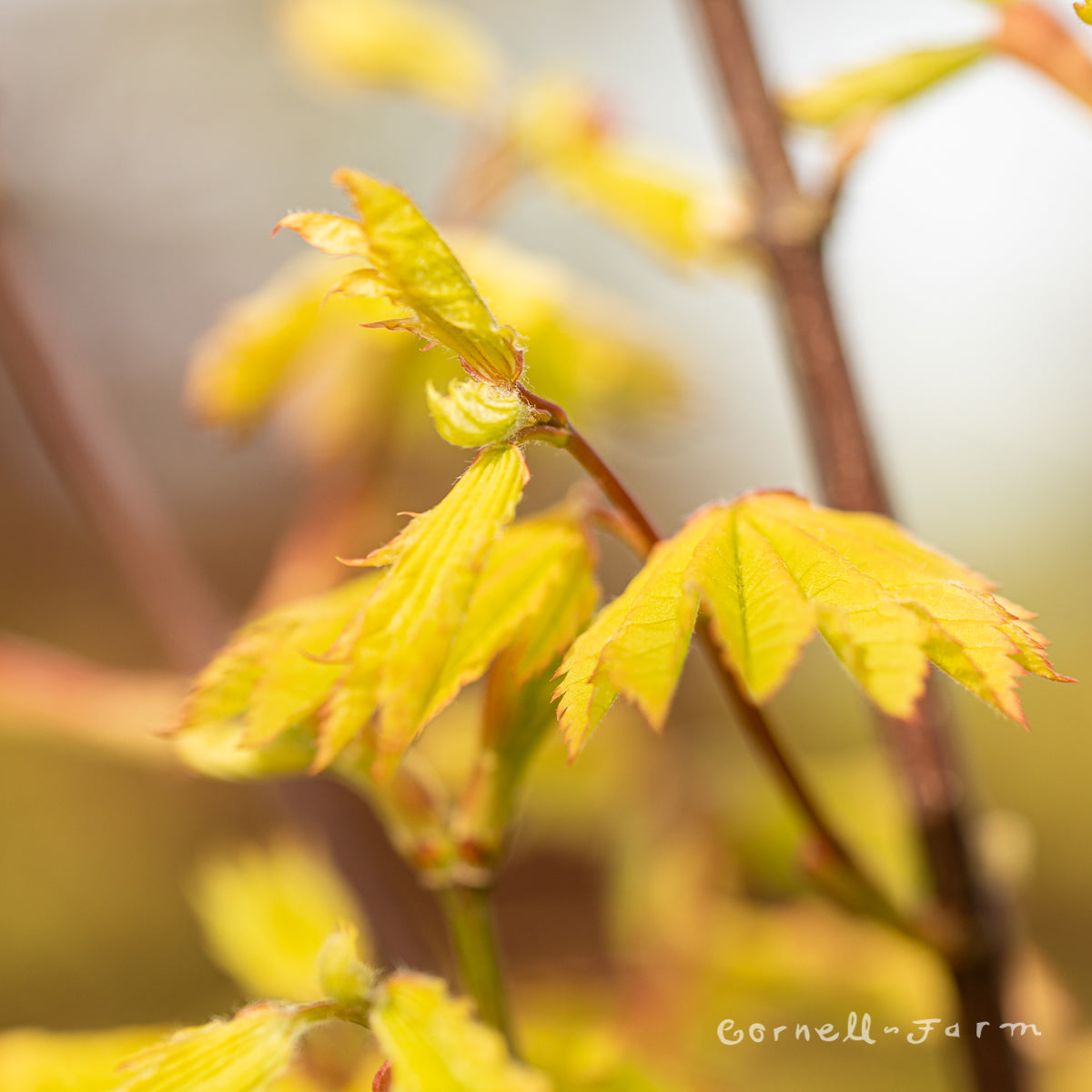 Acer circinatum Sunglow Vine Maple 7gal