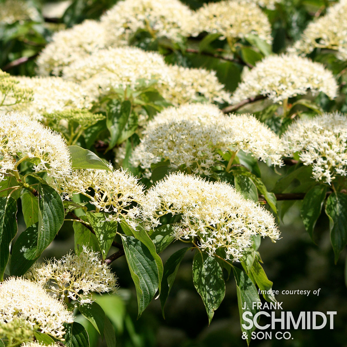 Cornus con. June Snow 20gal Dogwood 1.5cal