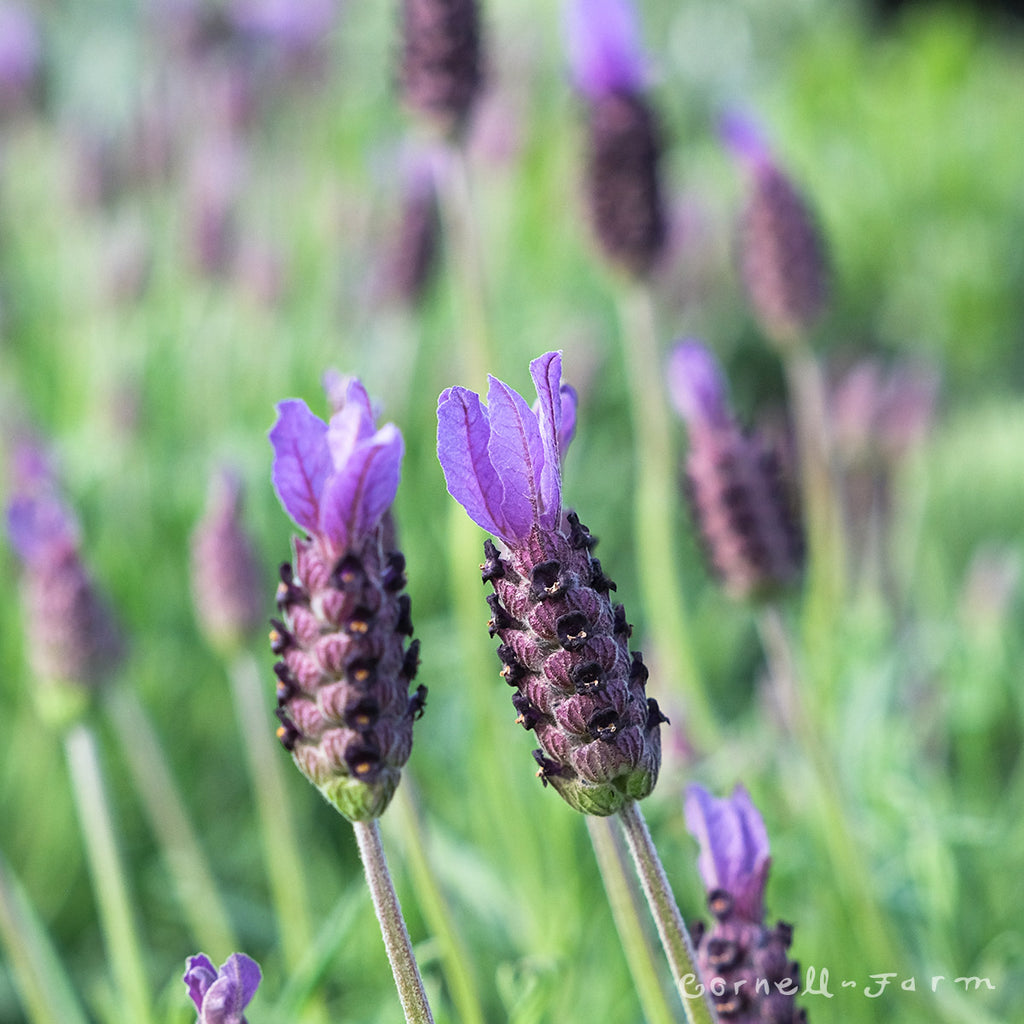 Lavandula st Otto Quast 1gal Spanish Lavender – Cornell Farm