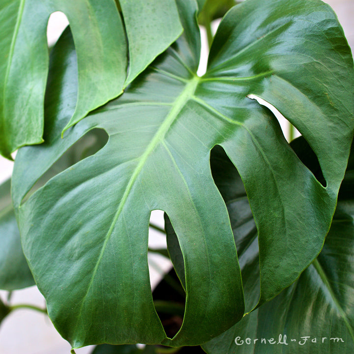 Monstera deliciosa 6in Swiss Cheese Plant – Cornell Farm