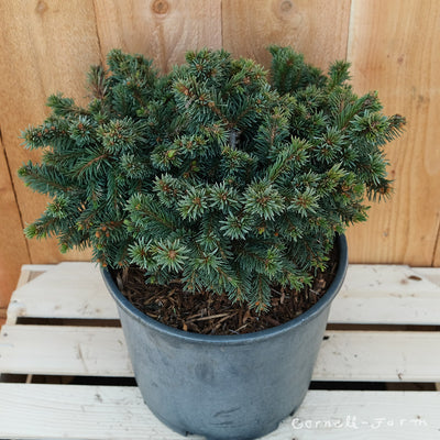 Picea abies Kellerman's Blue Cameo 3gal Norway Spruce