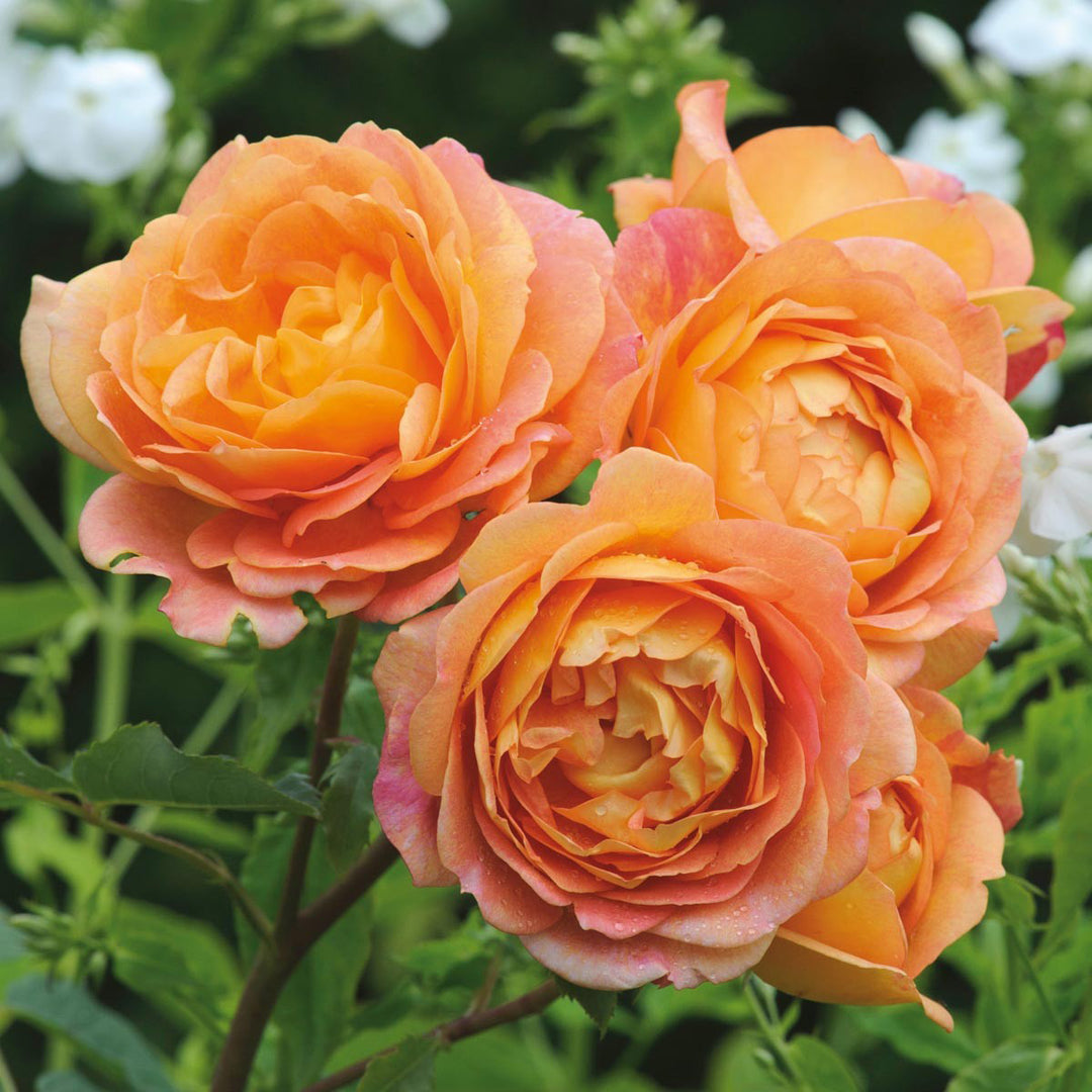 2026 Roses – Cornell Farm