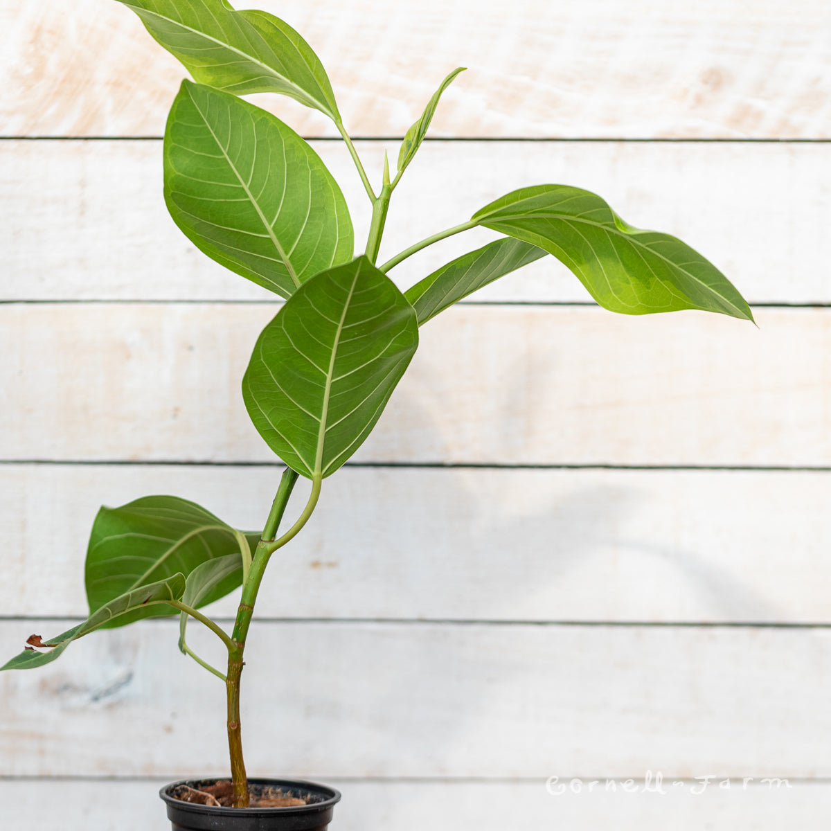 ficus altissima council tree Ficus altissima 4in Council Tree
