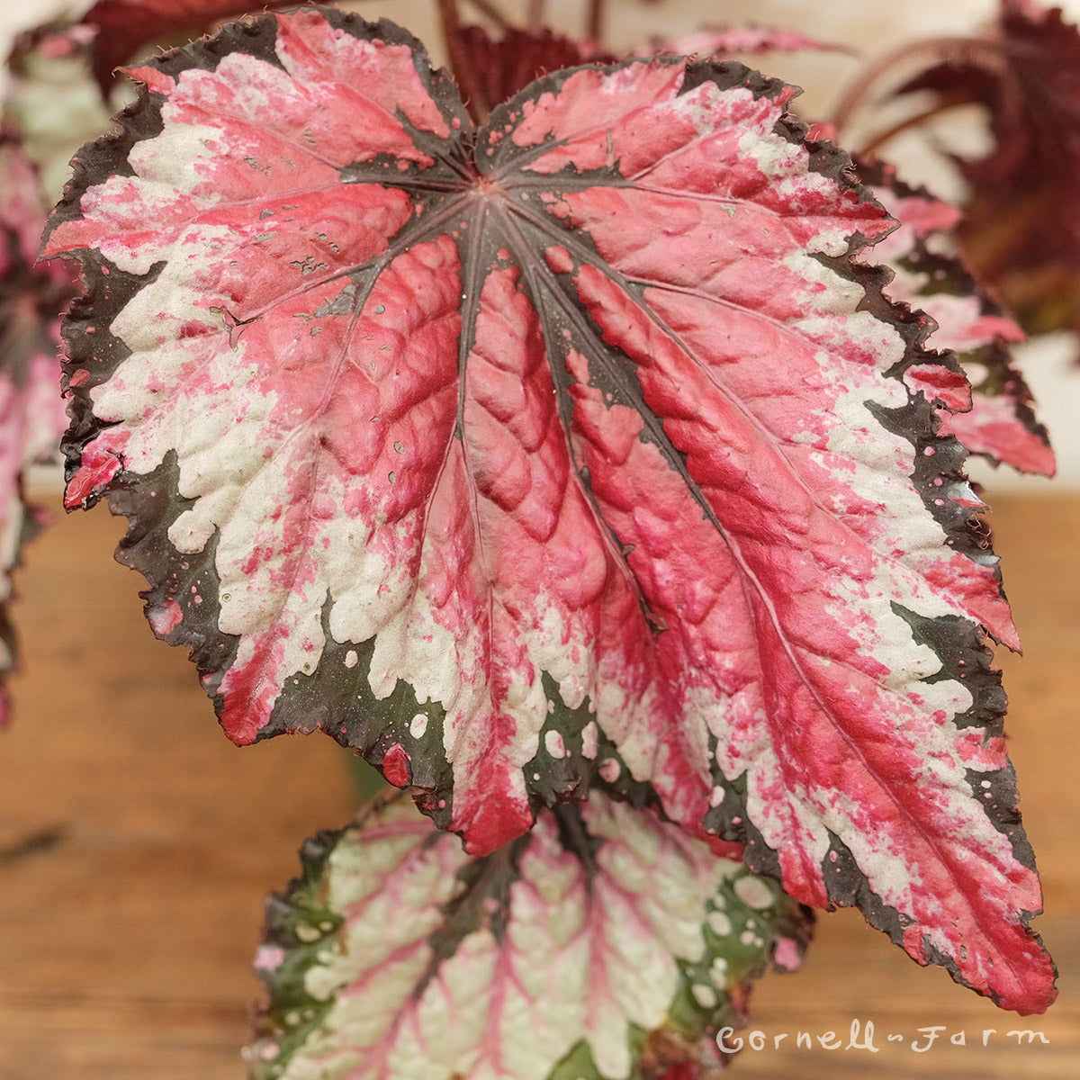 Begonia Rex 6in Royal Red Flash
