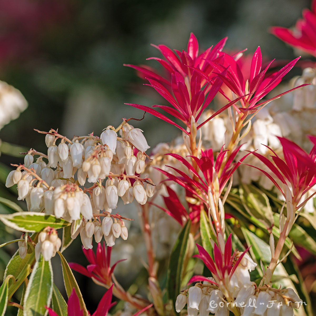 Pieris japonica Flaming Silver 6gal