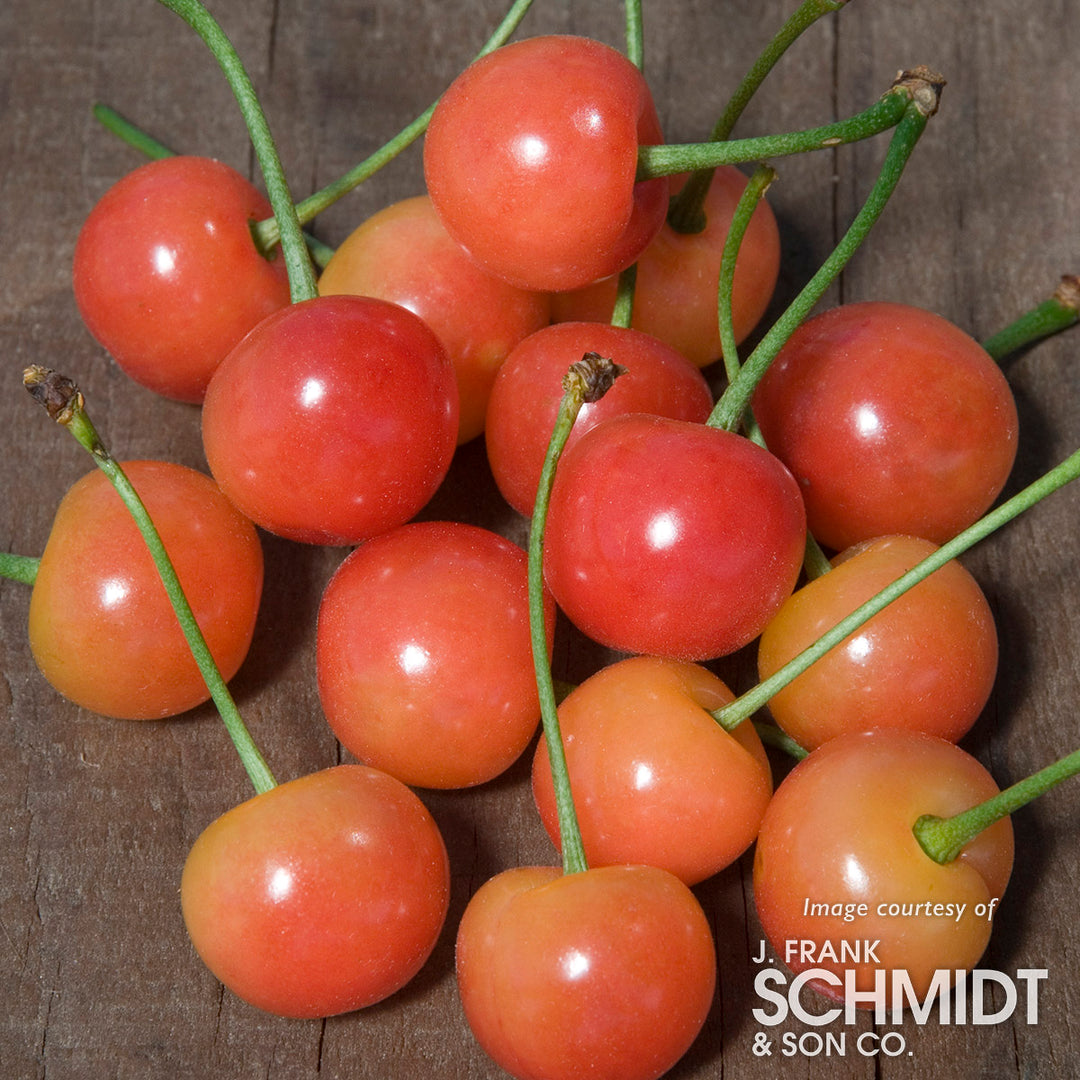 Cherry Montmorency 5gal – Cornell Farm