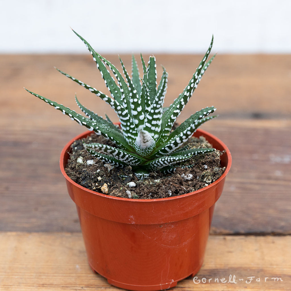 zebra succulent flower stalk Haworthia zebrina 2in Zebra Haworthia – Cornell Farm