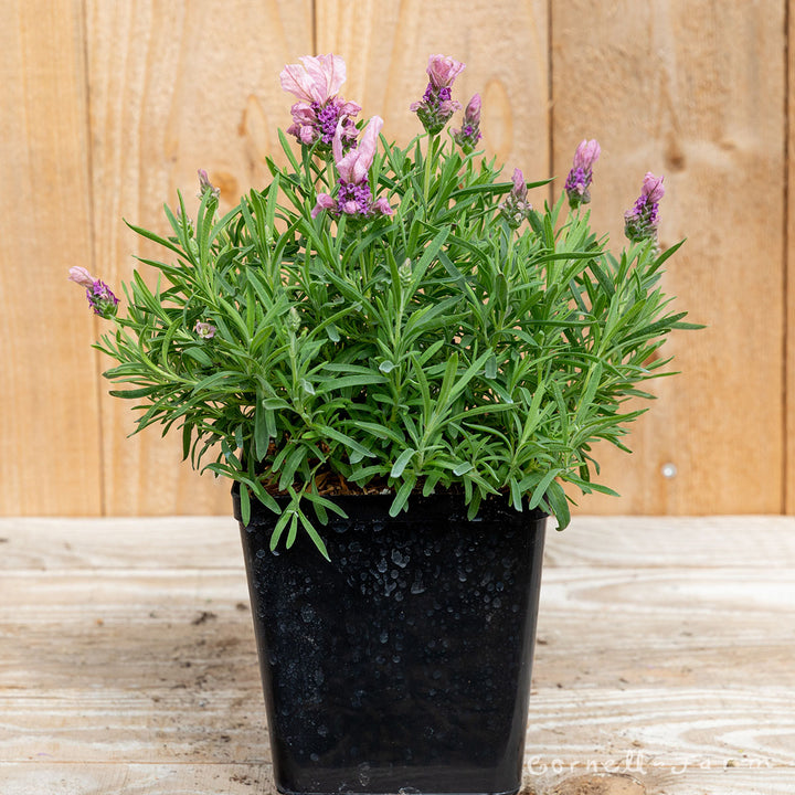 buy pink lavender plants Lavandula st. Madrid Lavish Pink 1gal Lavender – Cornell Farm