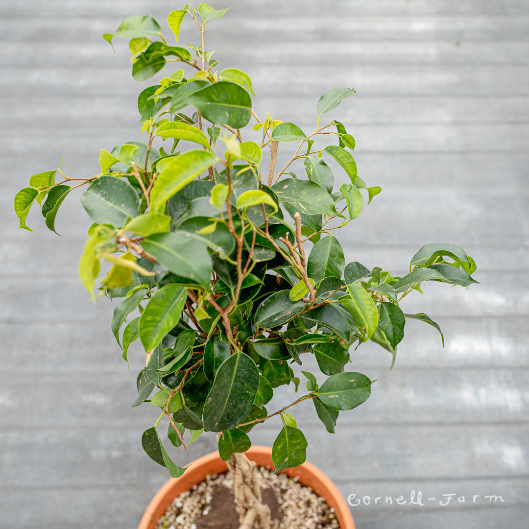 Ficus benjamina 10in Braided Standard – Cornell Farm