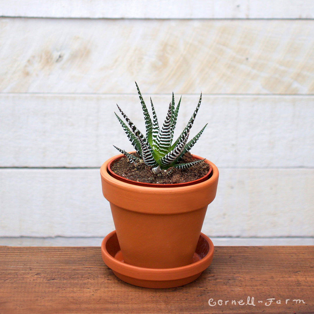 types of zebra cactus Haworthia zebrina 4in Zebra – Cornell Farm