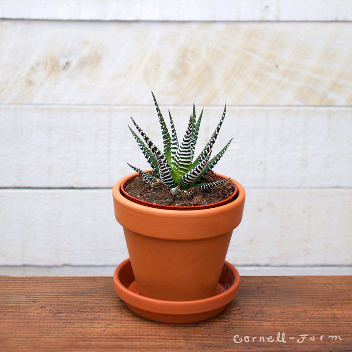 zebra succulent for sale Haworthia zebrina 4in Zebra