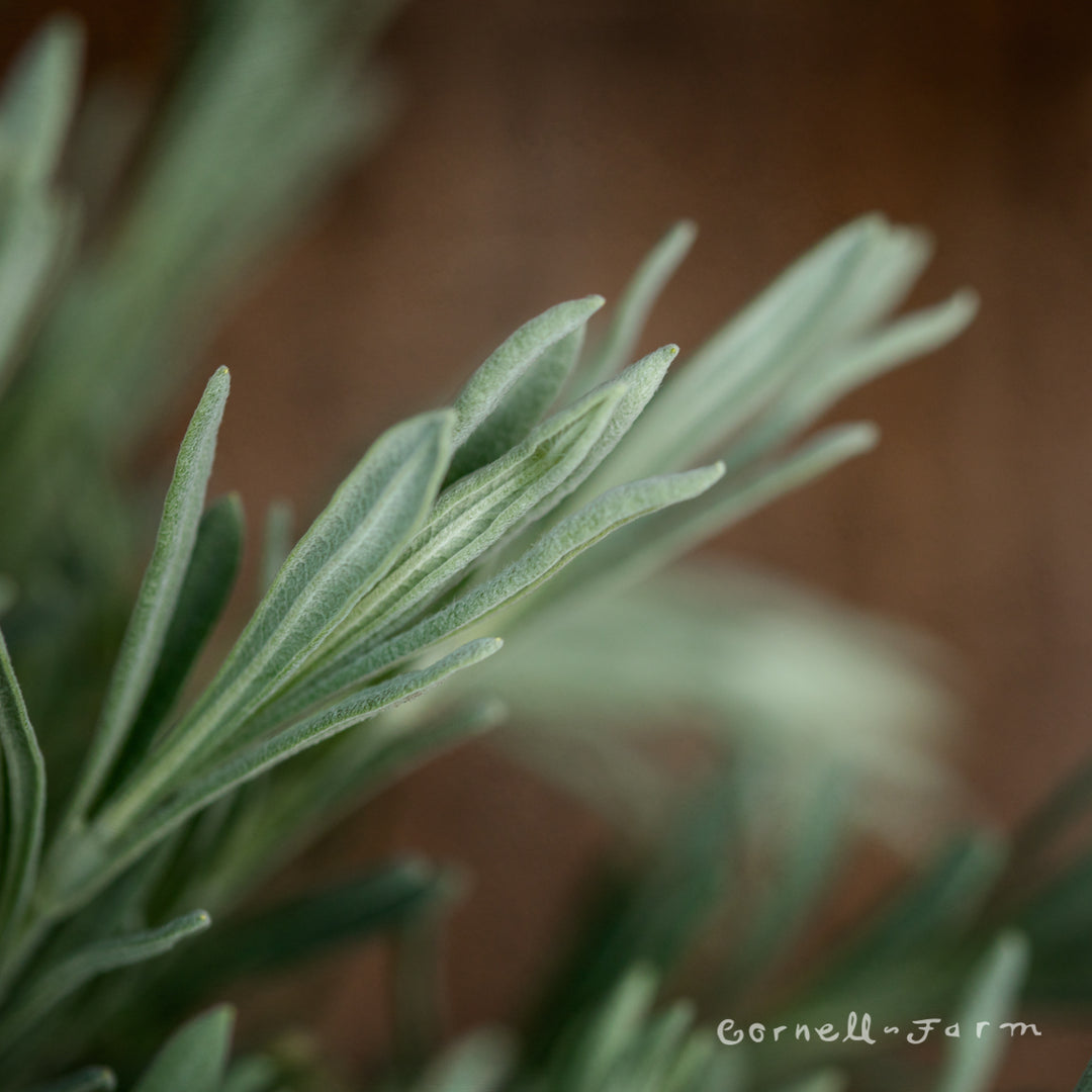 silver spoon lavender plant Lavandula st Silver Anouk 1gal Spanish Lavender