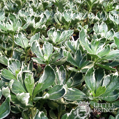 Pachysandra t. Silver Edge 4in