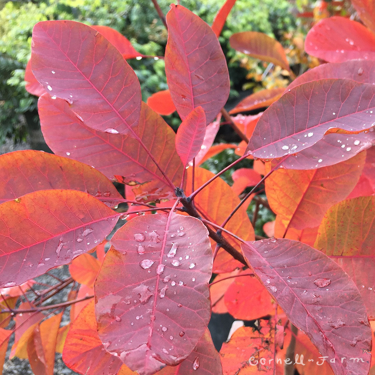 Cotinus x Grace 2gal