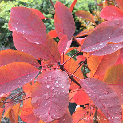 Cotinus x Grace 5gal