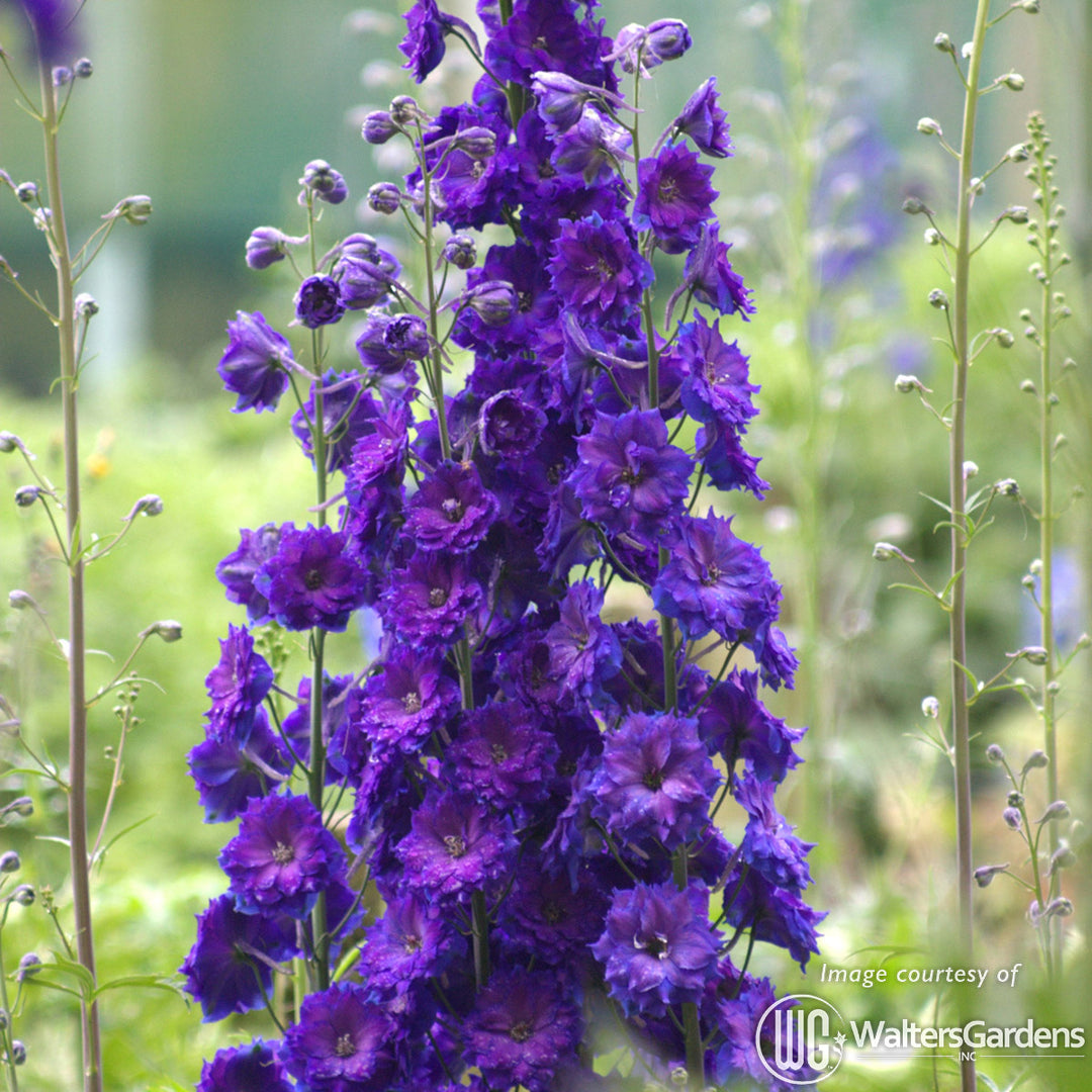 Delphinium NM Pagan Purples 1gal. New Millennium CF – Cornell Farm