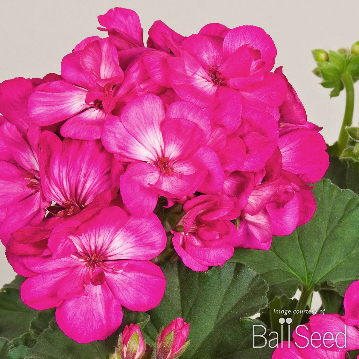 Geranium Zonal Tango Hot Pink Qrt. CF