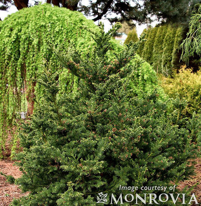 Cryptomeria j. Black Dragon 6gal Japanese Cedar