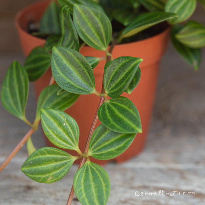Peperomia angulata 4in Beetle – Cornell Farm