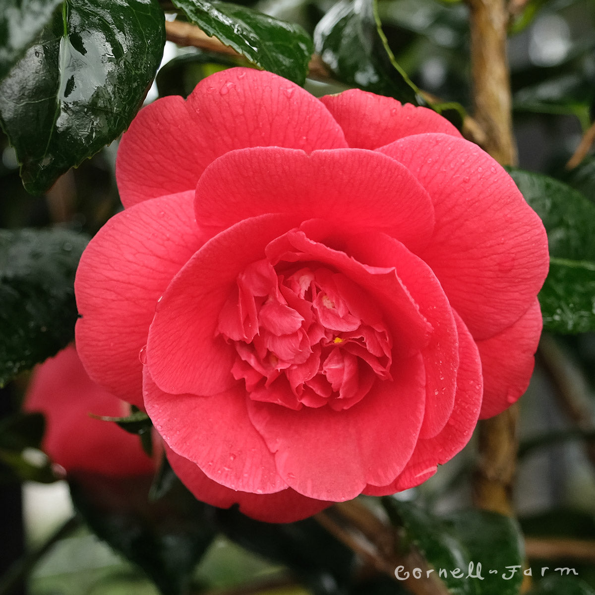Camellia j. Rosehill Red 10gal