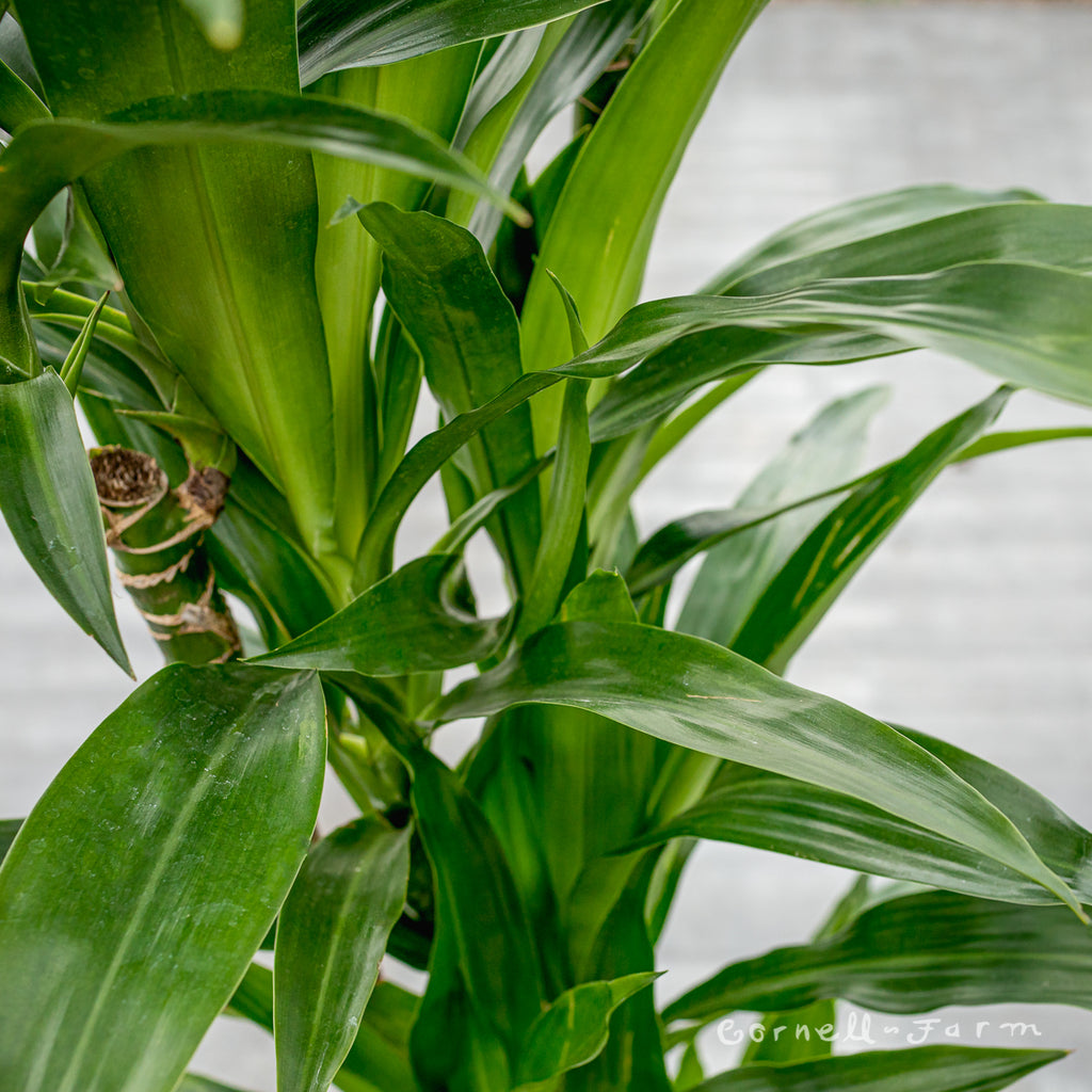 dracaena deremensis lisa Dracaena deremensis 10in Lisa c/b cane – Cornell Farm