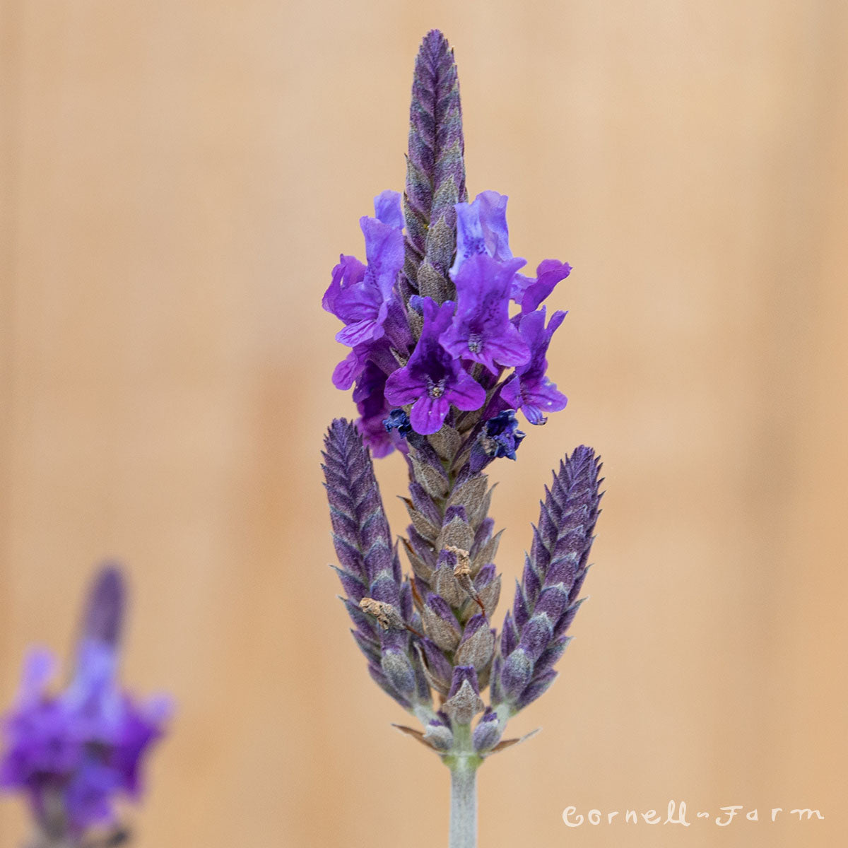 fern lavender plants Lavandula Fern Leaf 6in Lavender