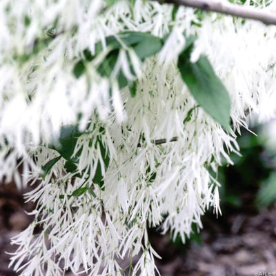 Chionanthus v. Fringe Tree 10gal