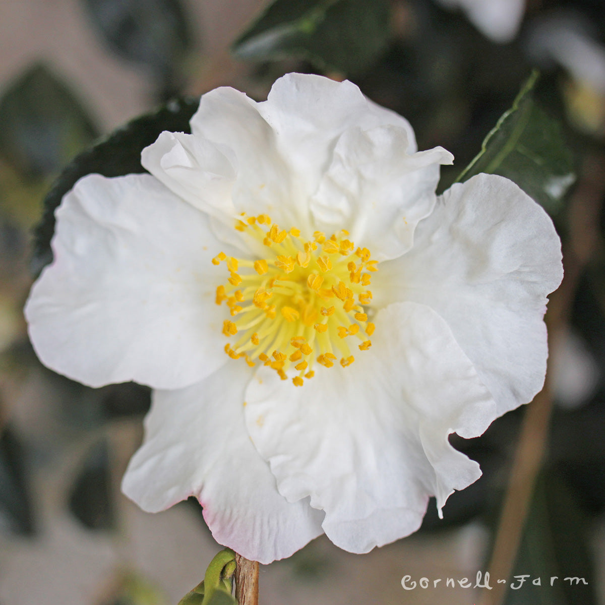 Camellia s. Setsugekka 5gal Trellis ESP